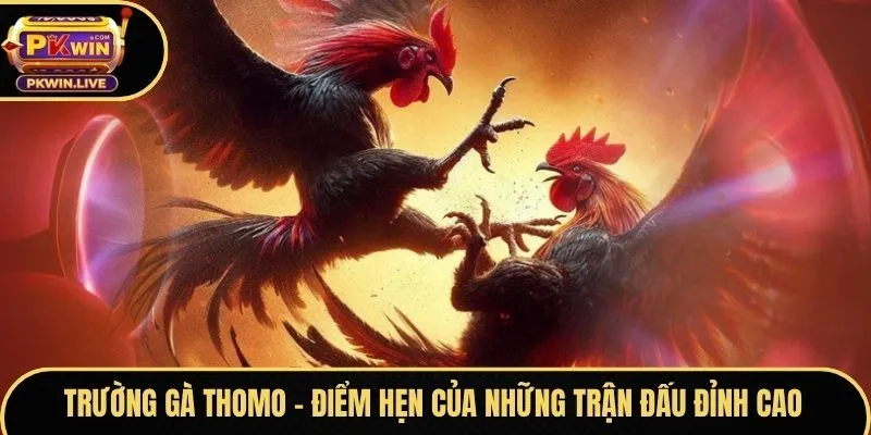 Trường gà Thomo